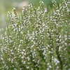 Outsidepride 500 Seeds Perennial White Hyssop Herb Garden Seeds for