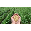 Basfoliar Amino Sl Aminoácidos Con Npk Compo Expert 1 L