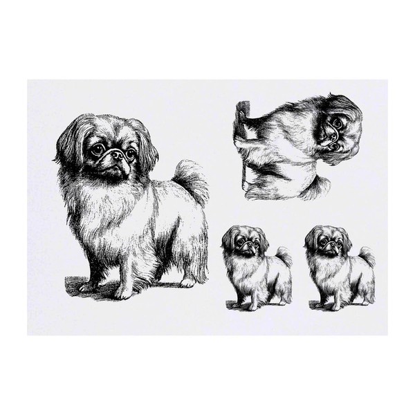 Azeeda 4 x 'Pekingese stehend' Temporäre Tattoos - Wasserfest, Hautfreundlich