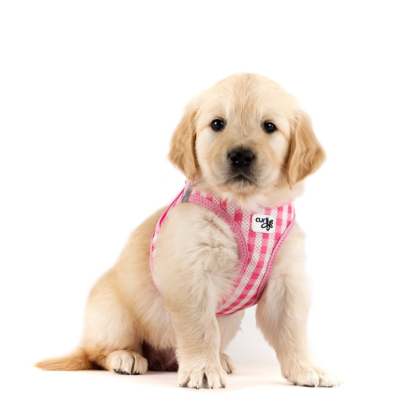 Vest Harness Curli Clasp Air Mesh Pink-Chequered 2XS & Leash