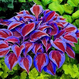 500 Purple Hosta Seeds Perennial Attractive Fragrant Hosta Plantaginea Bonsai Seed for Garden Yard Decoration, Attract Pollinators