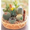 Rare Mixed Cactus Seeds, Succulents Seeds, 100pcs/pack