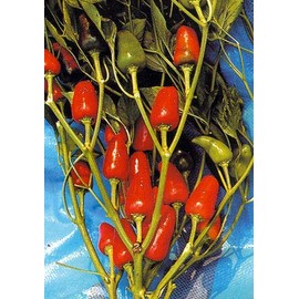 Salerno Seeds Hot Chili Amoroso Pepper Trottolino Piccante Peperone 3 Grams Made in Italy Italian Non-GMO