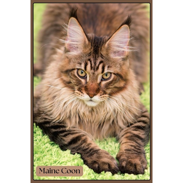 Maine Coon Notebook