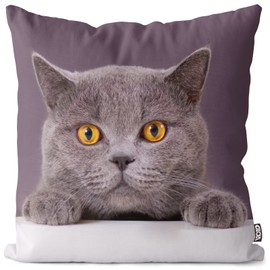 VOID Cat British Shorthair Cushion Cover Sofa Cushion Decorative Outdoor Cushion Decorative Cushion Size: 40 x 40 cm