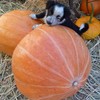 Mammoth Gold Pumpkin Seeds - 1/4 LB ~800 Seeds -