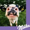 Milka & Oreo 5 x 37 g