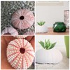 6 x Conch Plant Holders, Sea Urchins for Hanging Air