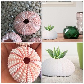6 x Conch Plant Holders, Sea Urchins for Hanging Air Plants, Cute Succulent Display Containers, Decorative Air Plant Display Containers, Shell Plant Holder