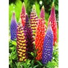 22Day Seeds: Seeds Lupin Giant Mix/Perennial Flowers