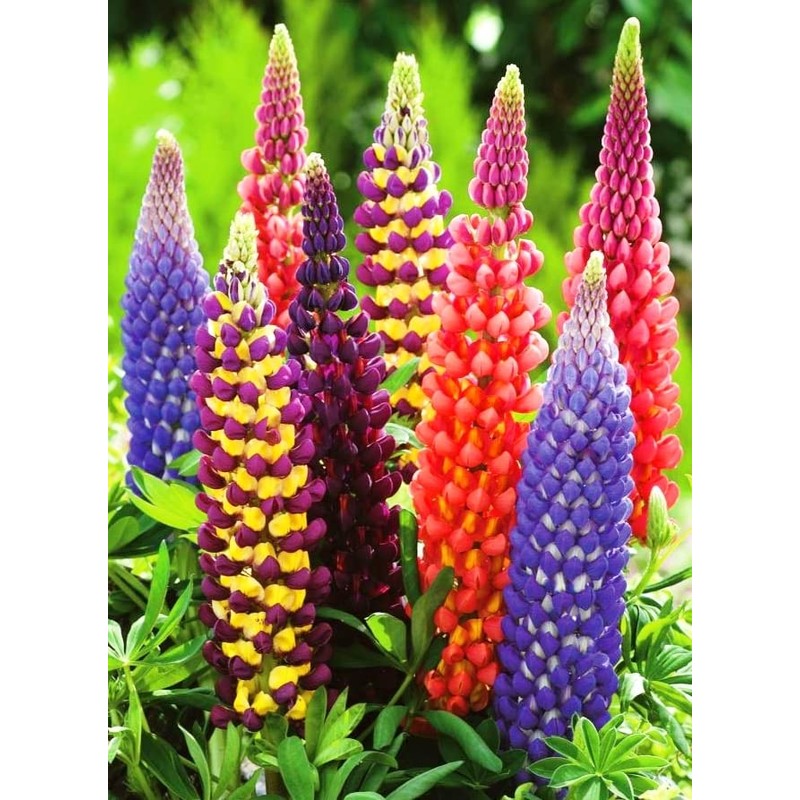 22Day Seeds: Seeds Lupin Giant Mix/Perennial Flowers