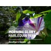 Southern Seeds Morning Glory, Harlequin Mix - 25 Seeds, Heirloom