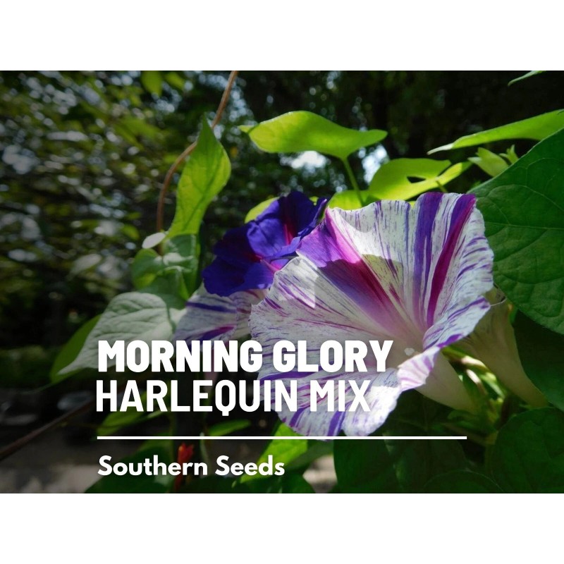 Southern Seeds Morning Glory, Harlequin Mix - 25 Seeds, Heirloom