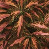 Park Seed Grow Your Own Coleus Seed Plant, Coral Candy