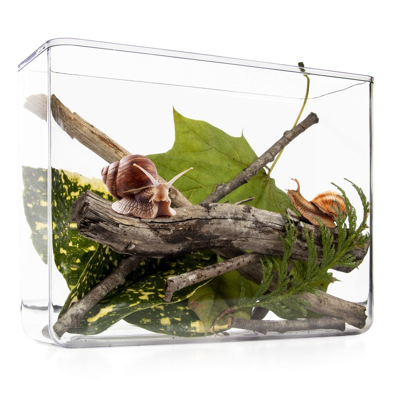 My Living World LW007 Interplay Snail World, Single, Mixed