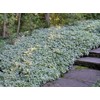 HeirloomSupplySuccess Heirloom 25 Snow on The Mountain Bishop's Gout Plant