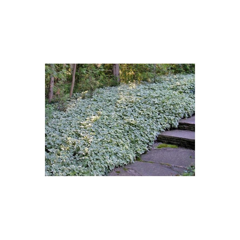 HeirloomSupplySuccess Heirloom 25 Snow on The Mountain Bishop's Gout Plant