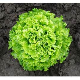 Lettuce Green Salad Bowl 1000+ Non-GMO Seeds for Planting Herb Garden