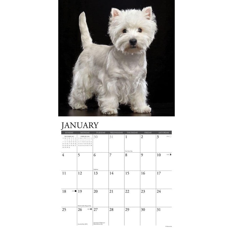 Westies 2026 12" x 12" Wall Calendar
