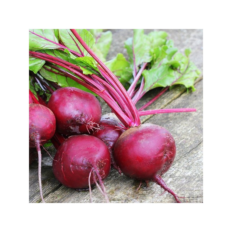 ChamGoods 레드비트 분말 가루 500g 1팩 Red Beet Powder 500g