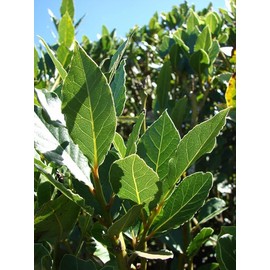 2 Live Plants - Laurus nobilis - 'Bay Leaf Tree' - Bay Laurel or Sweet Bay