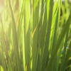Teapro Premium Lemongrass Tea 100g | Caffeine-free Herbal Loose Leaf