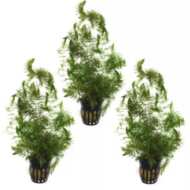 3 POTS HORNWORT PACK (Ceratophyllum