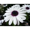 1oz White Cape Daisy Flower Seeds Osteospermum eklonis (Approx 2100