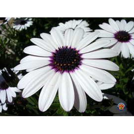 1oz White Cape Daisy Flower Seeds Osteospermum eklonis (Approx 2100 Seeds)