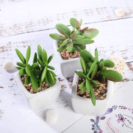 Fake Plants Artificial Succulent Plants Assorted Decorative Faux Succulent Potted Fake Mini Jade Succulent Plants with Ceramic Planter Pot, Set of 3