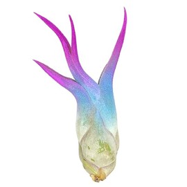 Caput Colored Medusae, Live Air Plant, Healthy Arrival Guaranteed, Great Indoor Airplant, Home Decor & Gift, Tillandsia Caput Medusae (Rainbow)