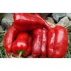 Seeds4planting - Seeds Bell Pepper Sweet Red Giant