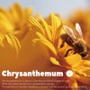 [ 6oz/170g ] Farmer Queen Premium Qualified Dried Golden Chrysanthemum