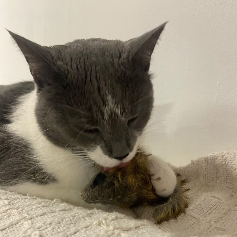 SPOT Shaggy Plush Giant Mouse - Cat Toy, Fuzzy Mice