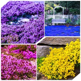 14000+Creeping Thyme Seeds for Planting Outdoor Plant in Your Home Garden Backyard