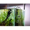 JARDLI Glass Lily Pipe Spin Outflow with Surface Skimmer for