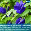 FRESHDRINKUS FreshDrinkUS, Premium 55 Butterfly Pea Tea Bags, 100% Natural