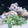 Vtapliea 6PCS Aquarium Plants Fish Tank Decorations Betta Silk Plastic