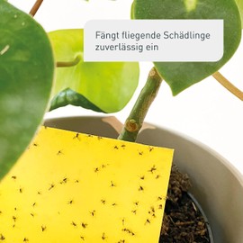 Plantura Pack of 40 Yellow Plates - Fungus Gnats & Other Flying Pests