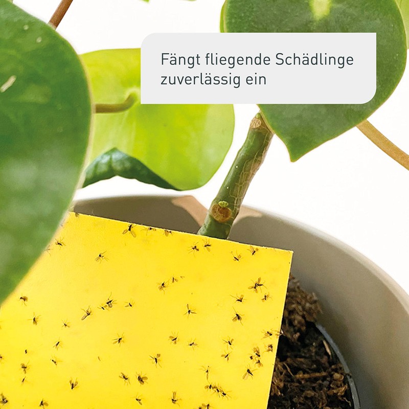 Plantura Pack of 40 Yellow Plates - Fungus Gnats &