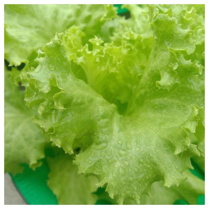 Everwilde Farms - 1 Oz Grand Rapids Lettuce Seeds -