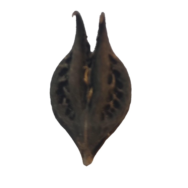 BHAVICREATION Evil Pod Devil Pod Bat Head Roots Singada