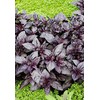 KIRA SEEDS - Seeds Opal Purple Basil - Heirloom Herbs