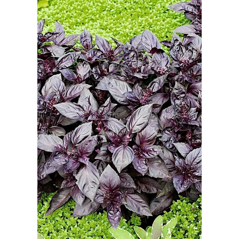 KIRA SEEDS - Seeds Opal Purple Basil - Heirloom Herbs