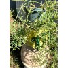 Cactus 9 FRESH CUTTINGS!! RHIPSALIS PRISMATICA.. VERY HARD TO FIND
