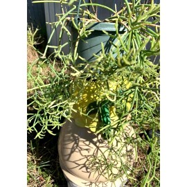 Cactus 9 FRESH CUTTINGS!!  RHIPSALIS PRISMATICA.. VERY HARD TO FIND ORCHID CACTUS