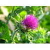 22Day Seeds: Seeds Milk Thistle/Blessed Milkthistle/Purple Blessed/Non GMO/Heirloom