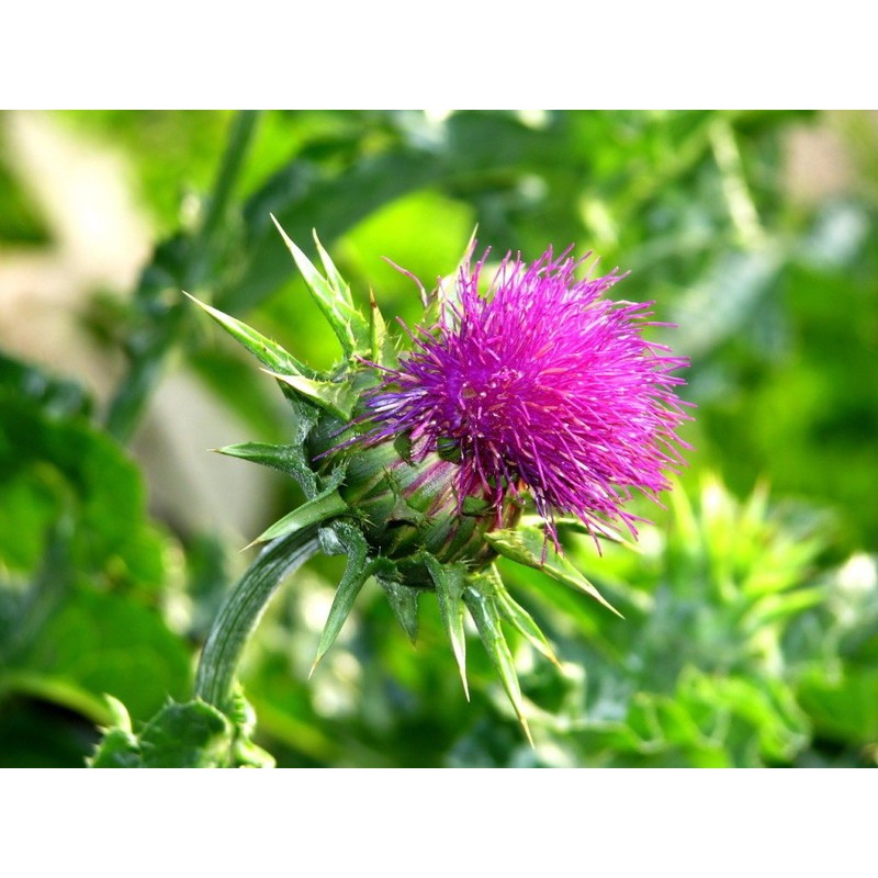 22Day Seeds: Seeds Milk Thistle/Blessed Milkthistle/Purple Blessed/Non GMO/Heirloom