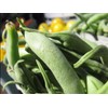 RAISE ME UP: Seeds Sugar Snap Peas Non GMO Heirloom