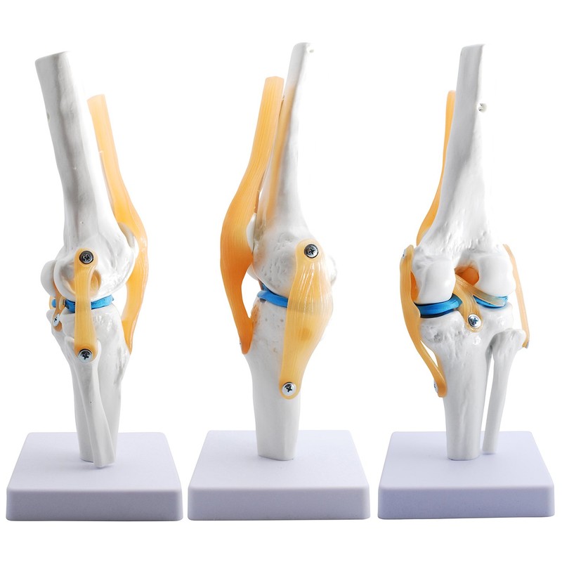 monolife Knee Joint Model, Knee Joints, Ligaments, Meniscus Model, Medical,